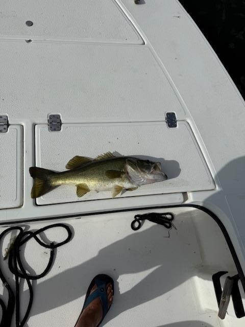 One of many caught this week