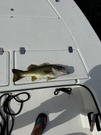 One of many caught this week