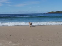 Millie on Gannet Beach.