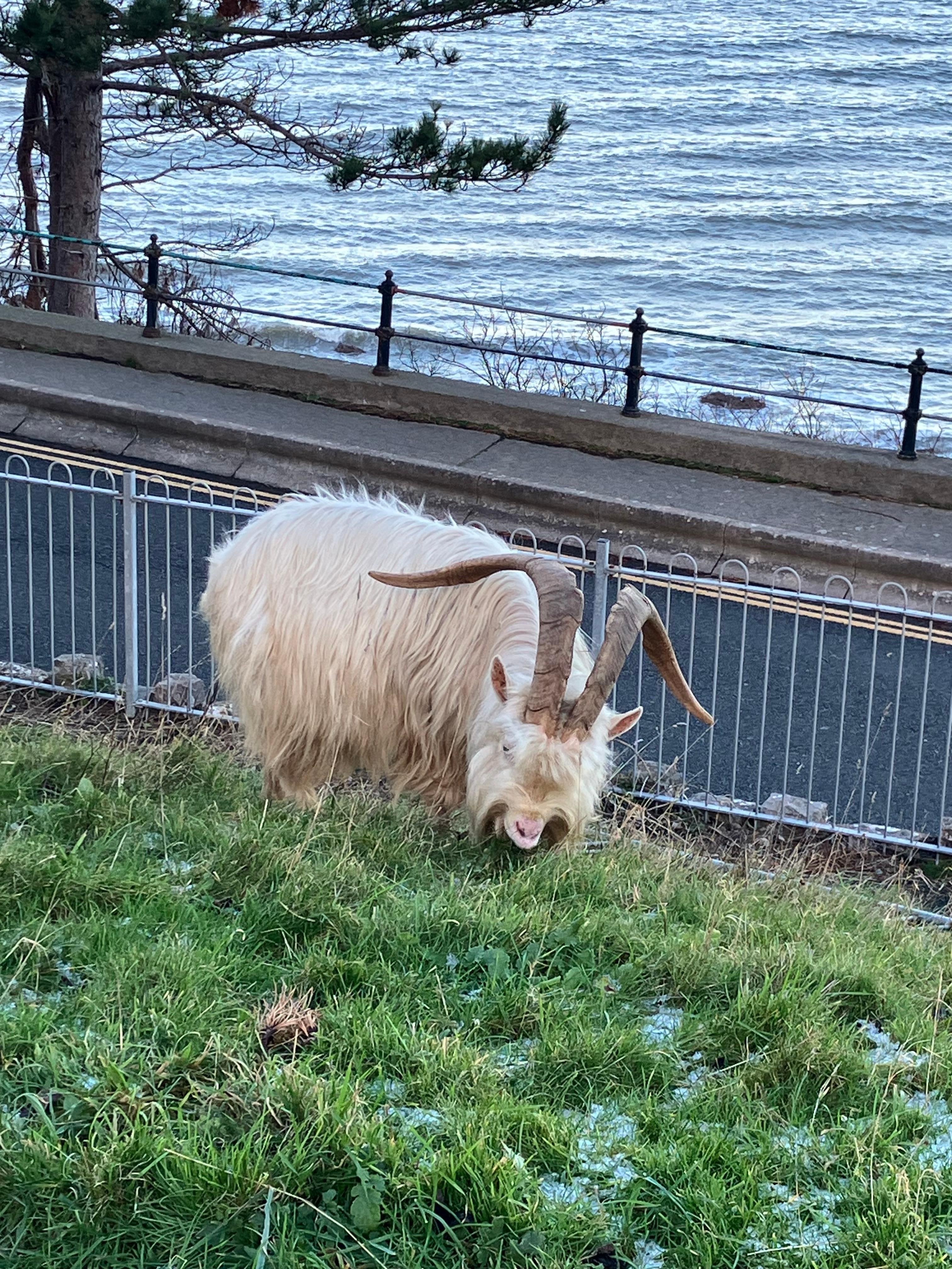 Goats on the Great Orme 