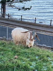 Goats on the Great Orme