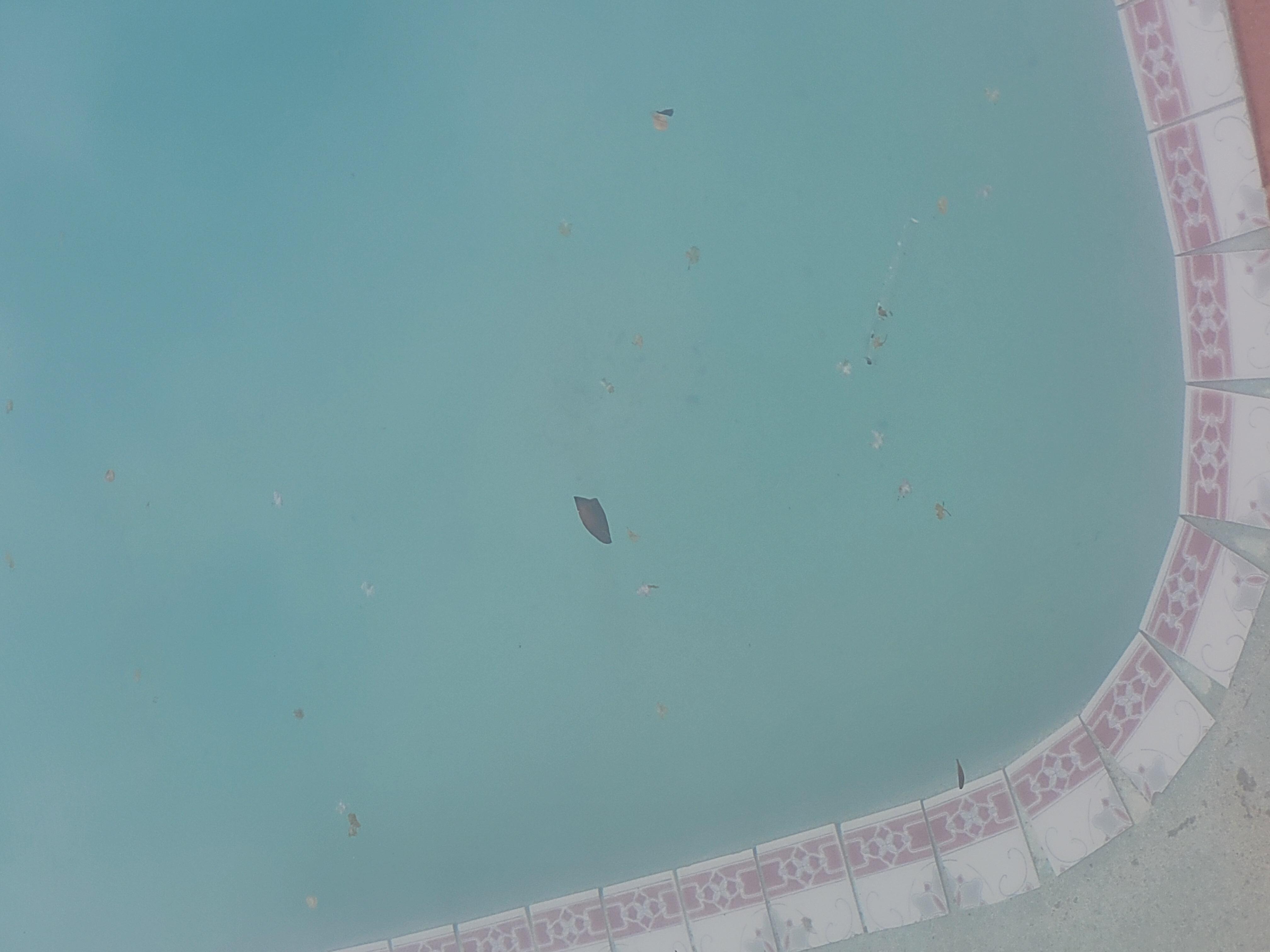 Trash in pool
