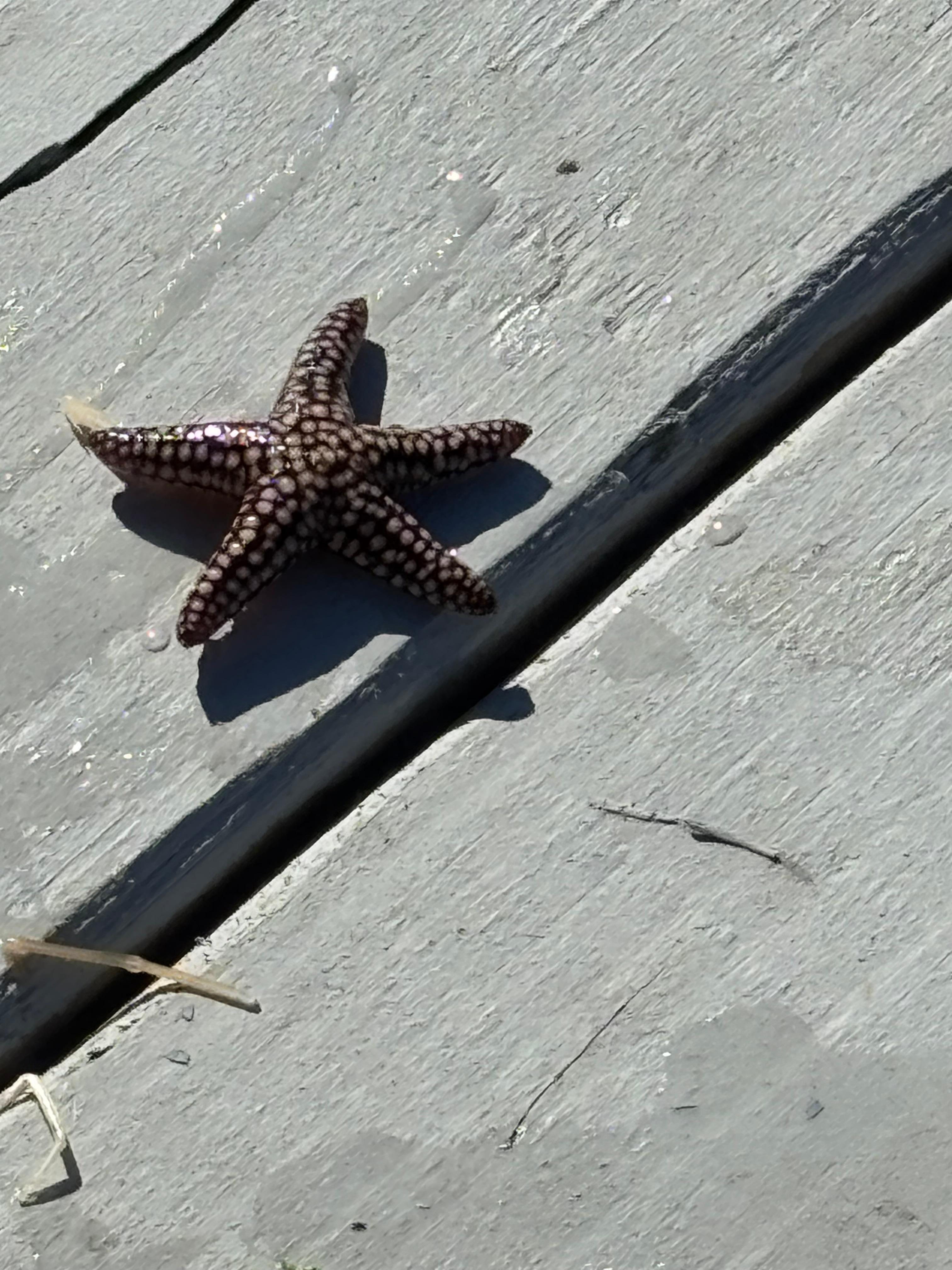 Caught a starfish