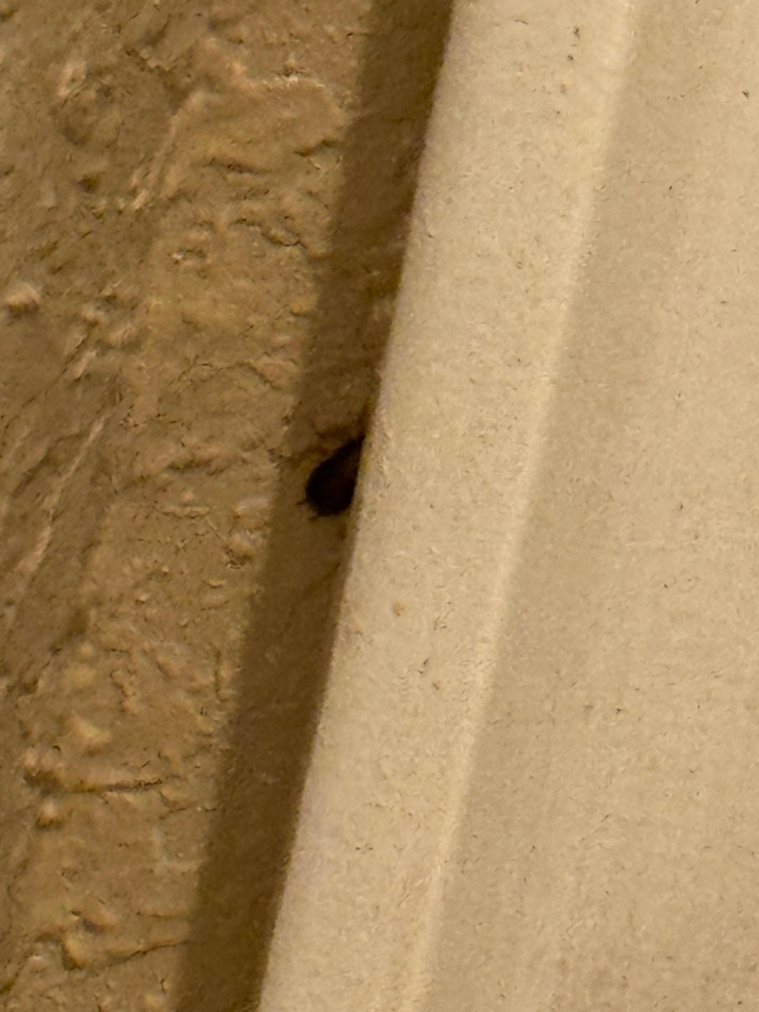 Roaches in bathroom