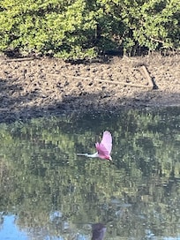 Roseate spoonbill