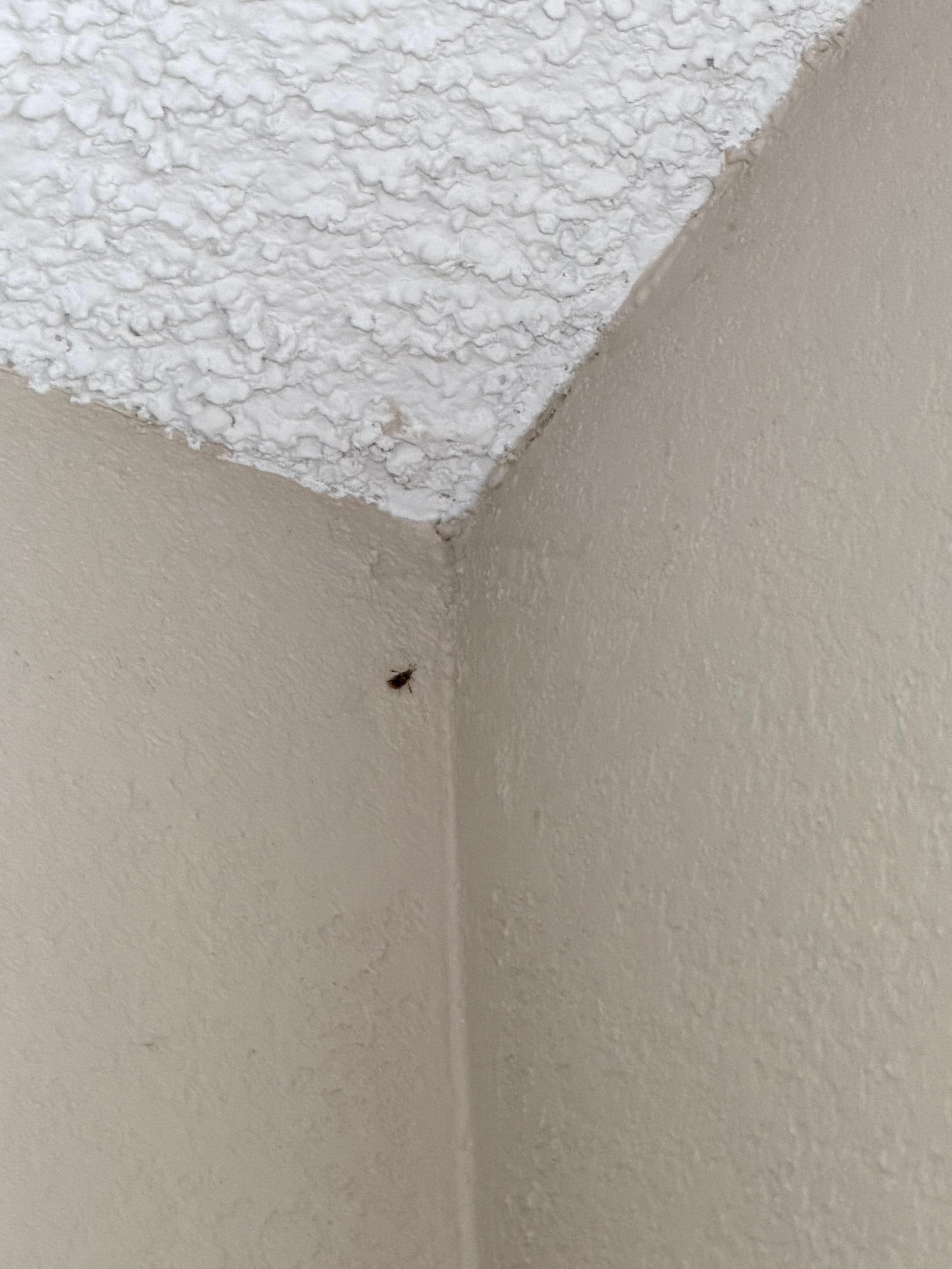 Dead bug in a spider web