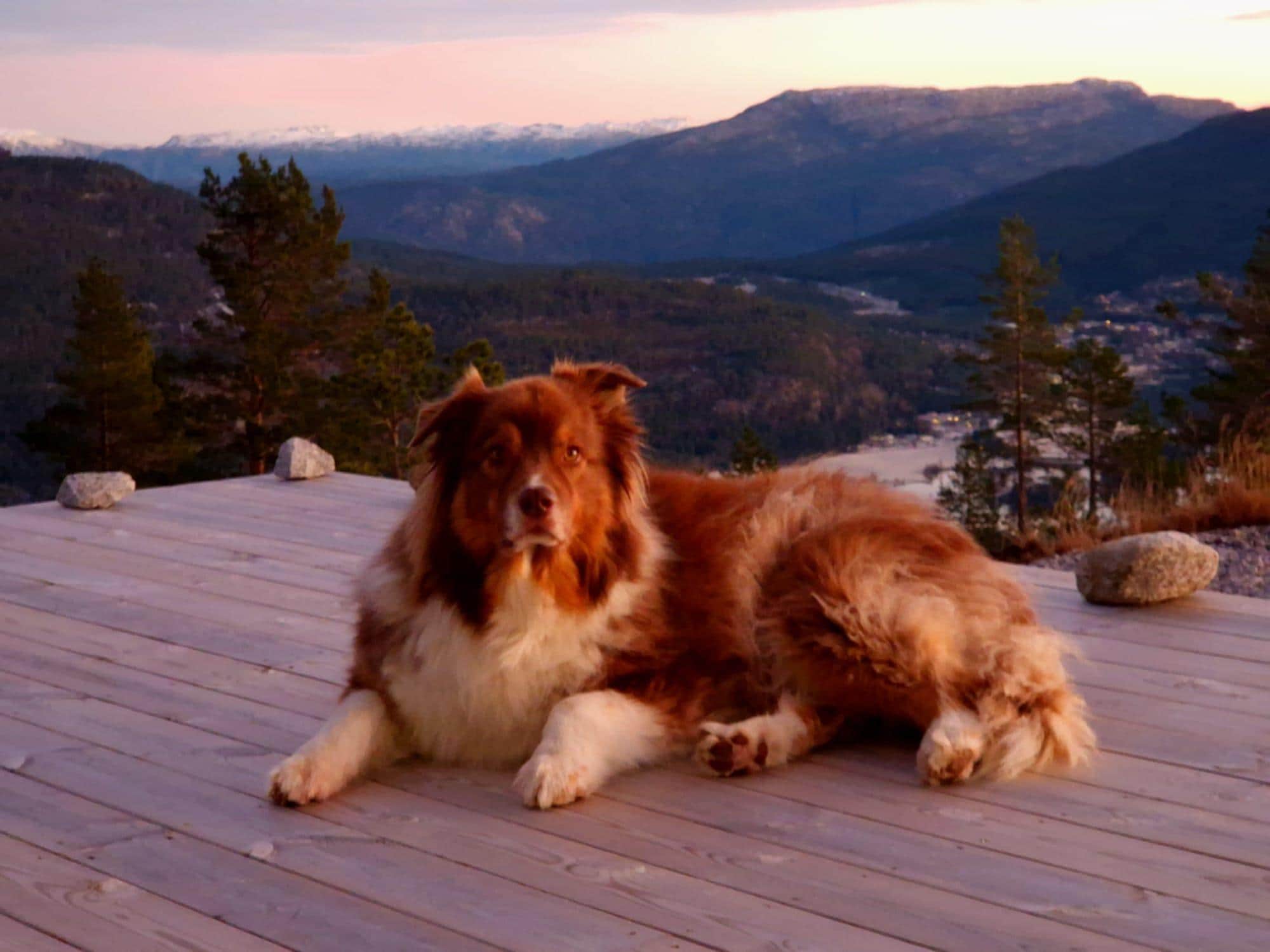 Auch für unseren Hund war es perfekt. Auslauf ums Haus. Sehr wenig bis eigentlich gar kein Autoverkehr. 