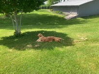 Daisy and Dolly enjoying some shade…