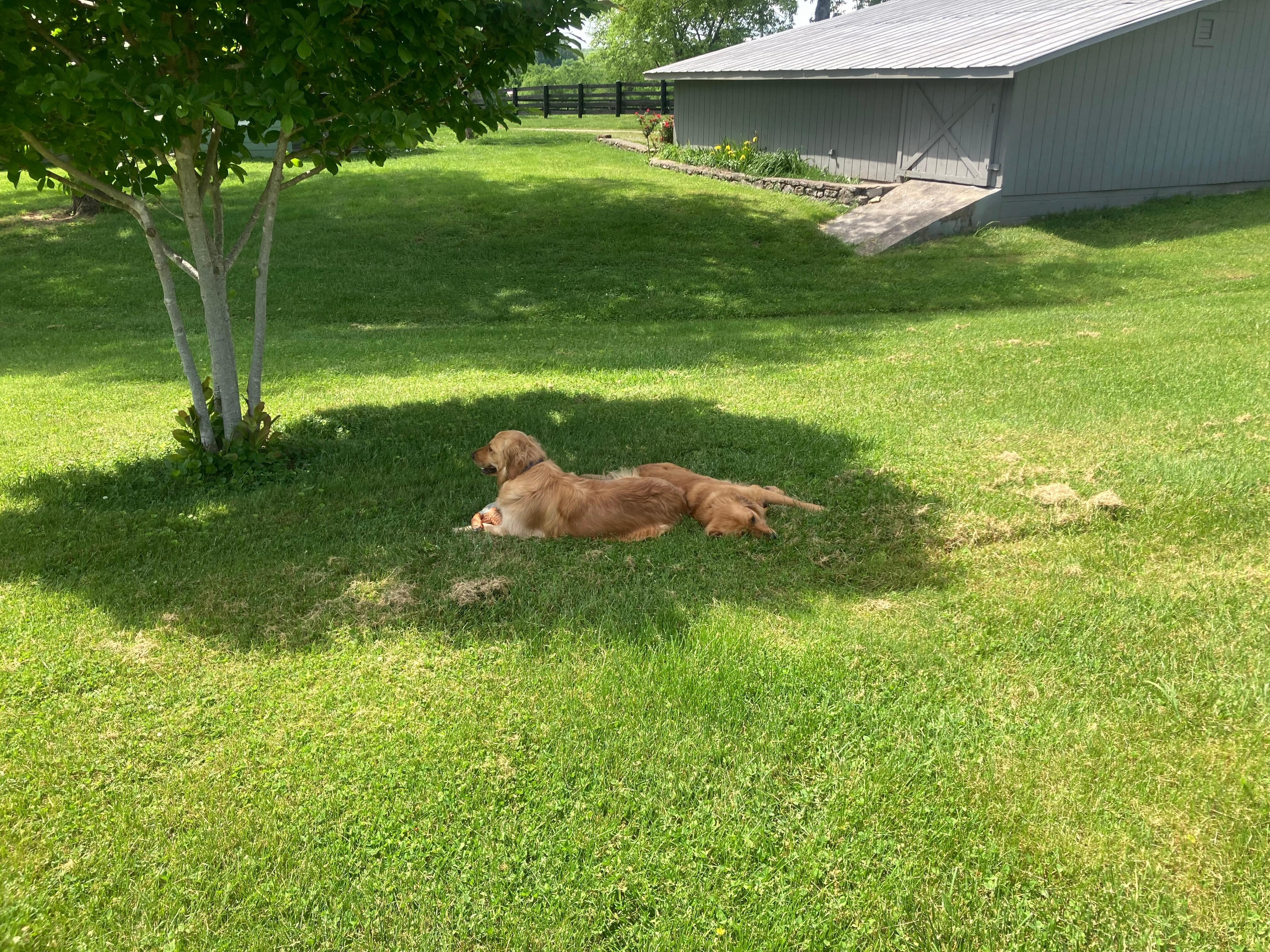 Daisy and Dolly enjoying some shade…