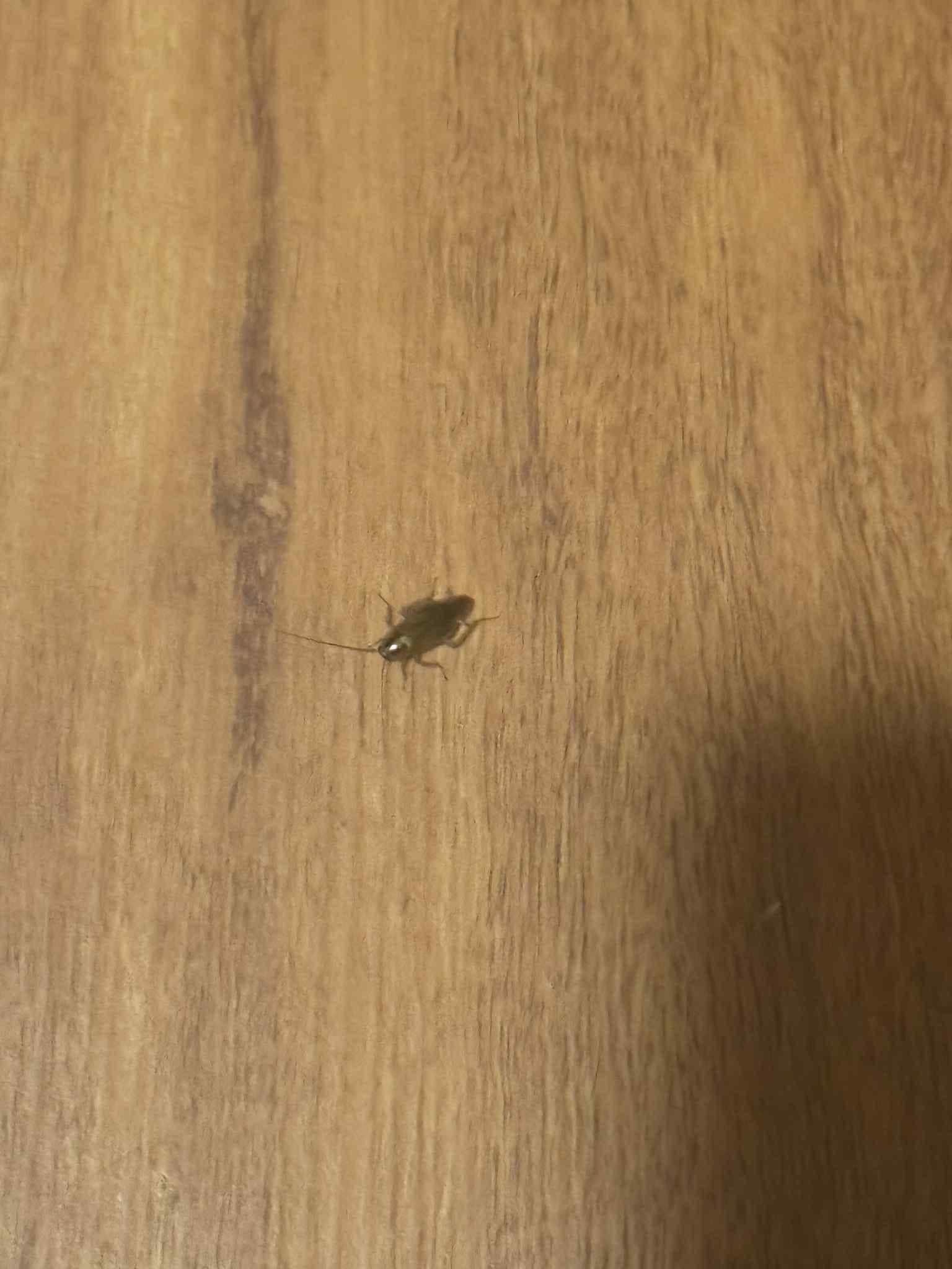 Roaches in bathroom
