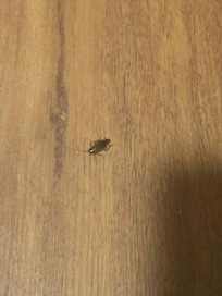 Roaches in bathroom