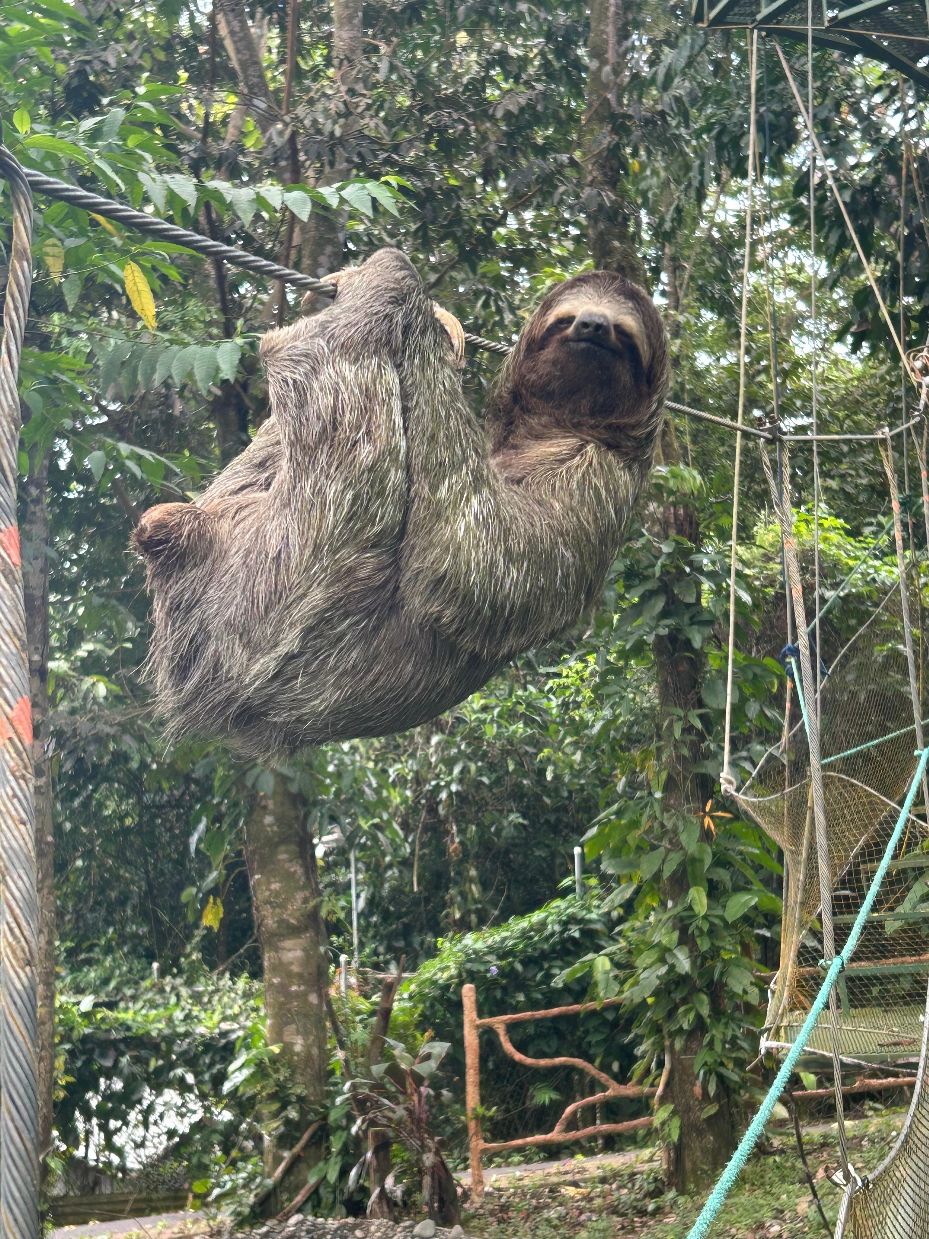 Just right in front of me, found the sloth 🦥 
