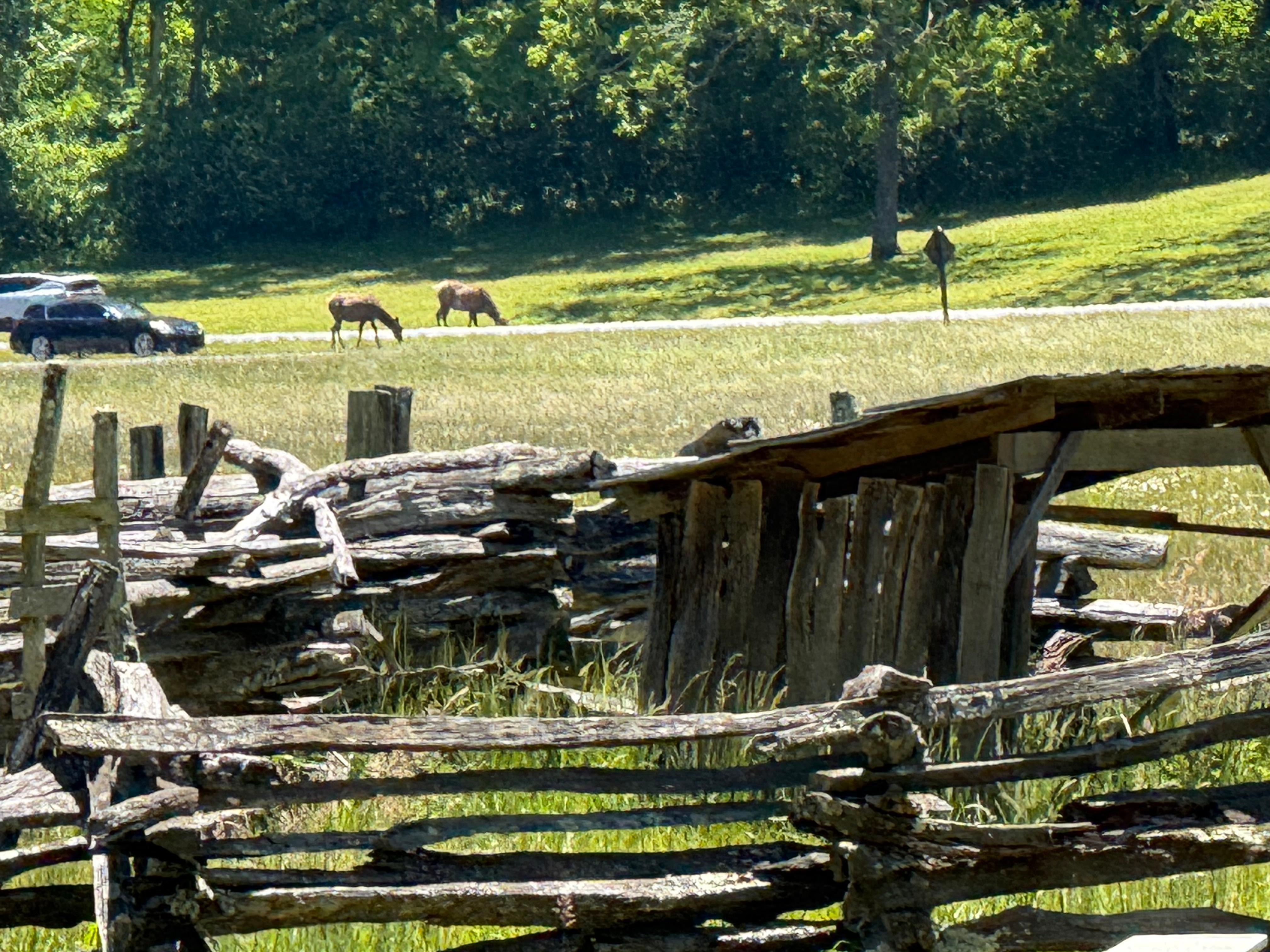 We seen elk all day temperatures was cool enough they was out