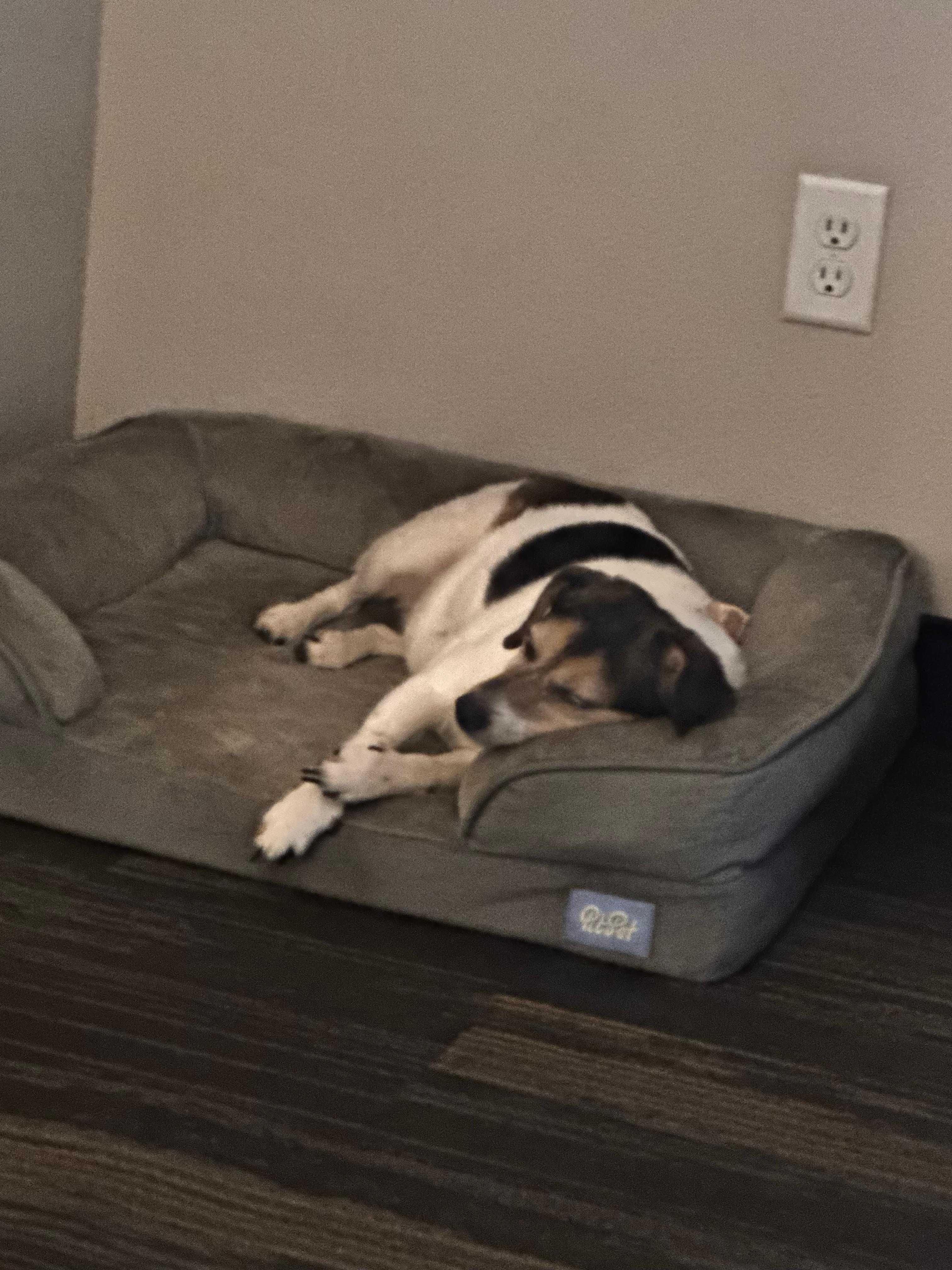 Jody resting comfortably in her bed in the room. Water bowls for the rooms would be a great addition. Fresh water bottles daily were a nice touch. Signs on the doors for housekeeping, letting them know a dog was in the room was great also. Jody loved