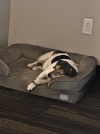 Jody resting comfortably in her bed in the room. Water bowls for the rooms would be a great addition. Fresh water bottles daily were a nice touch. Signs on the doors for housekeeping, letting them know a dog was in the room was great also. Jody loved