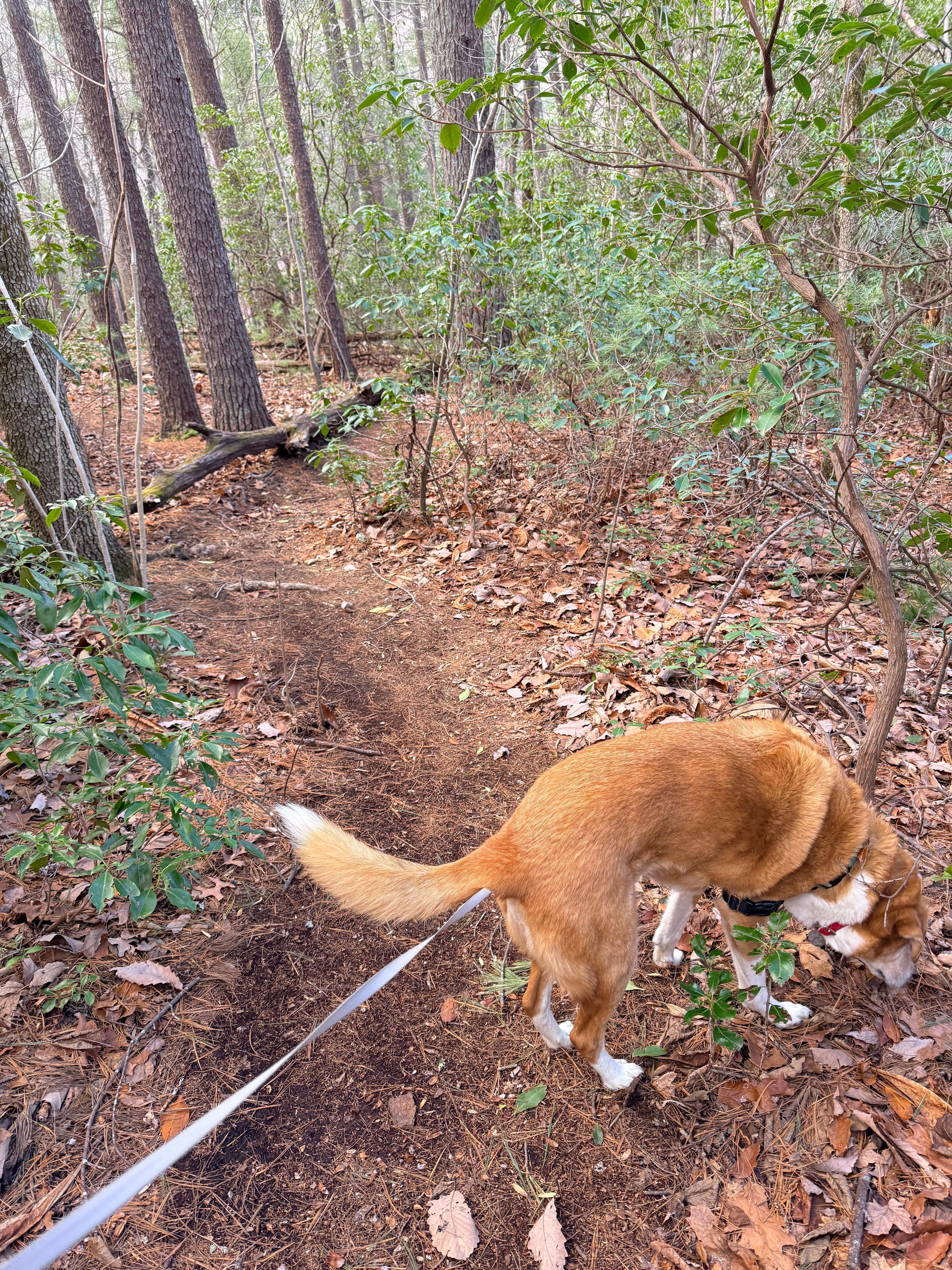 Loop trail on property