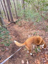 Loop trail on property