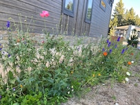 Wildflowers around the facility