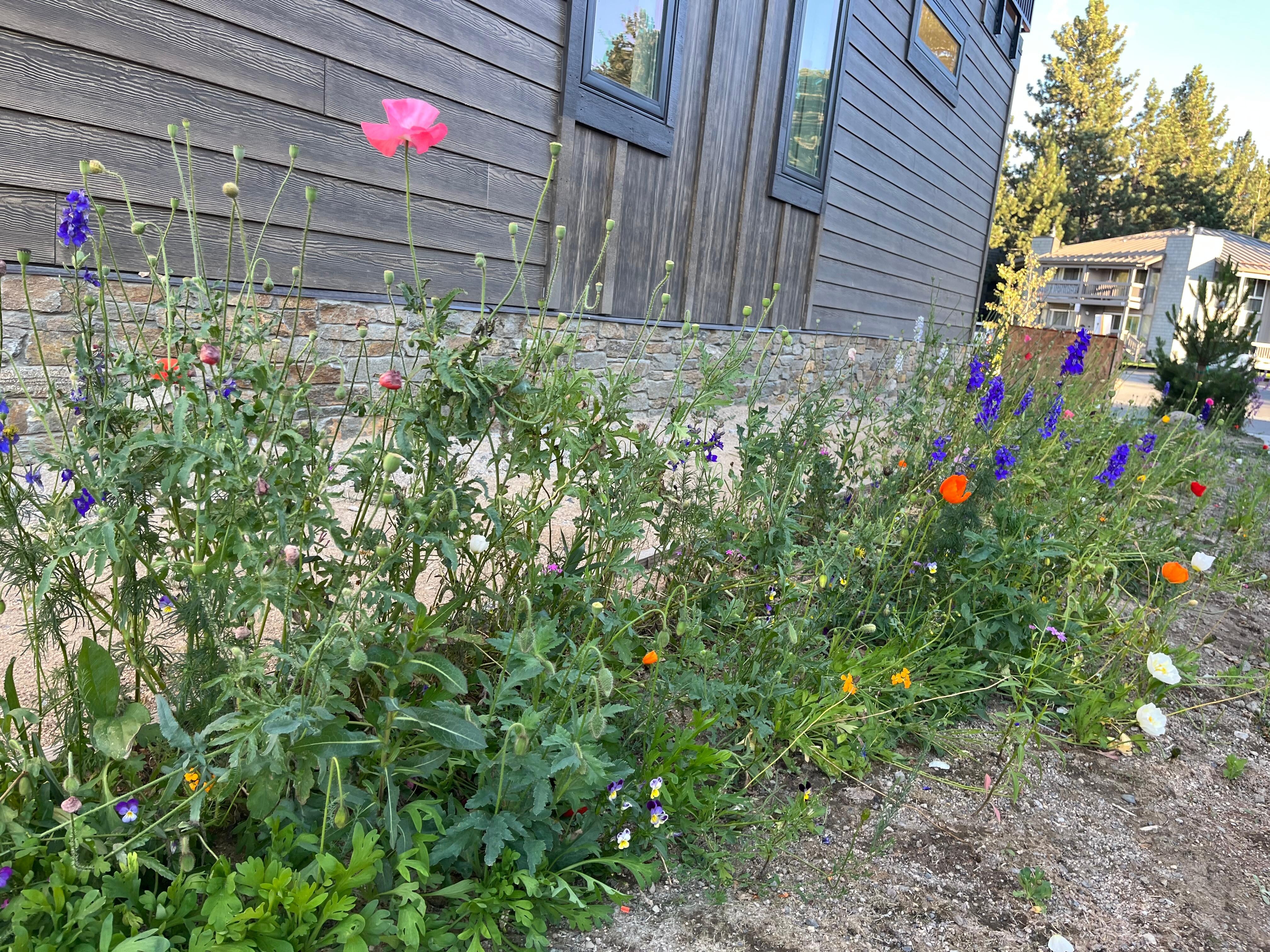 Wildflowers around the facility 