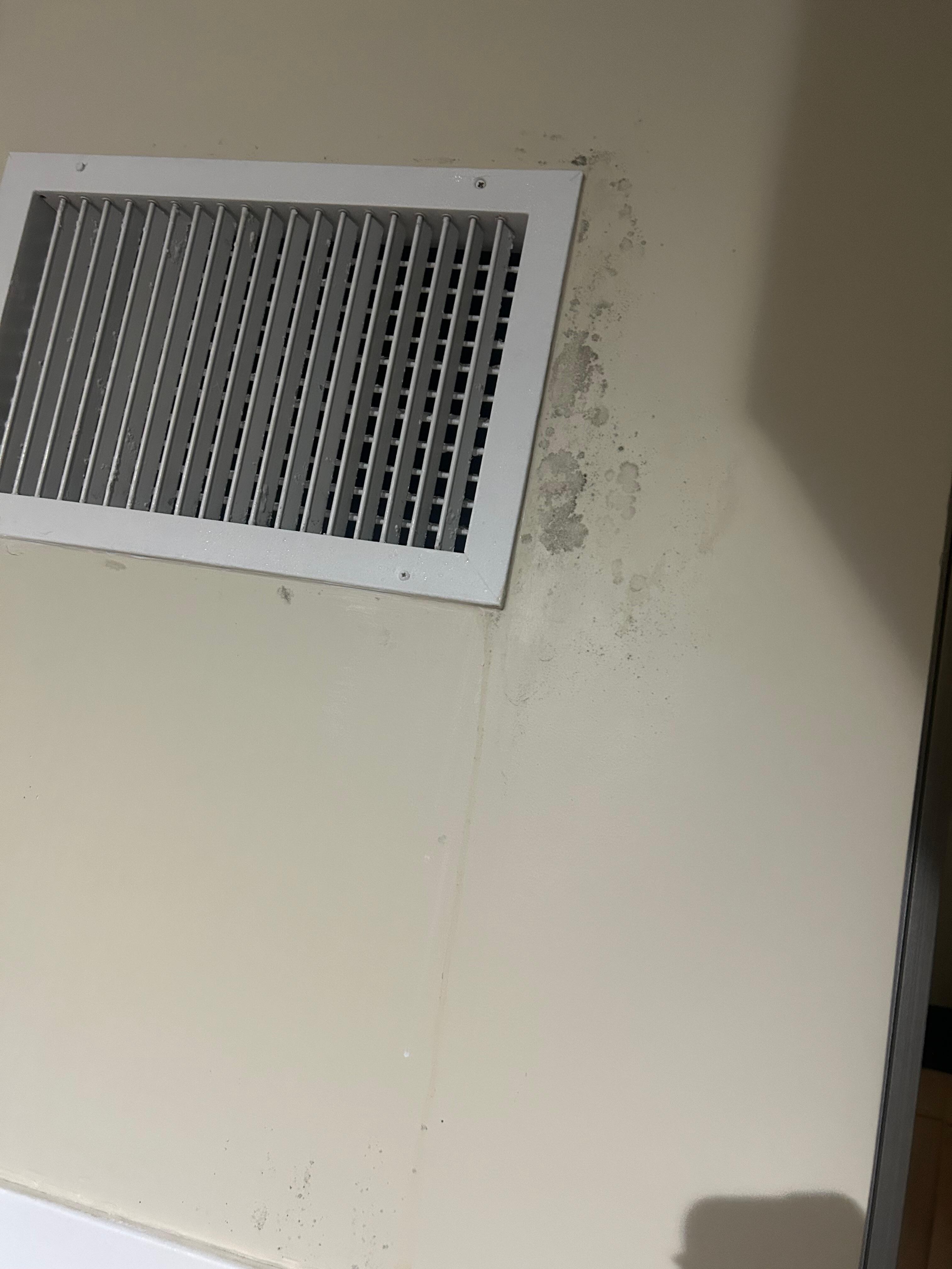 Black mold