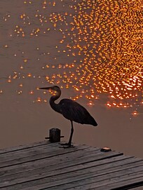 Great Blue Heron relaxing at sunset in the dock.