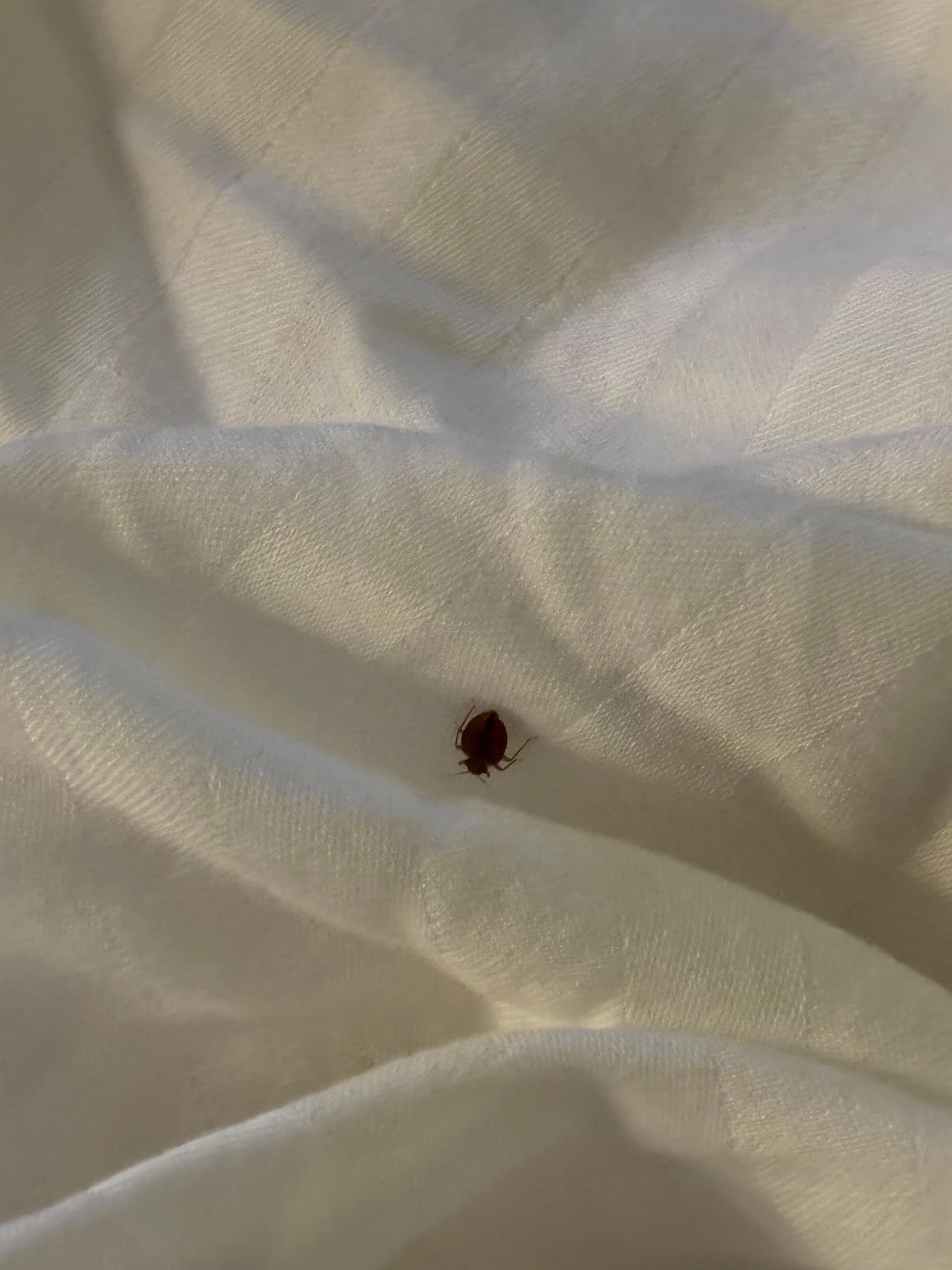 Bed bugs room 129