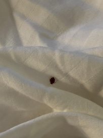 Bed bugs room 129