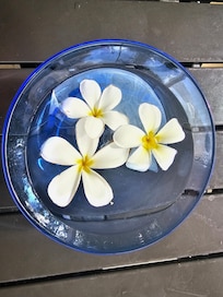 Fresh Plumeria flowers under the gazebo