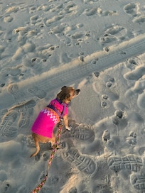 Walking my dog on the beach.