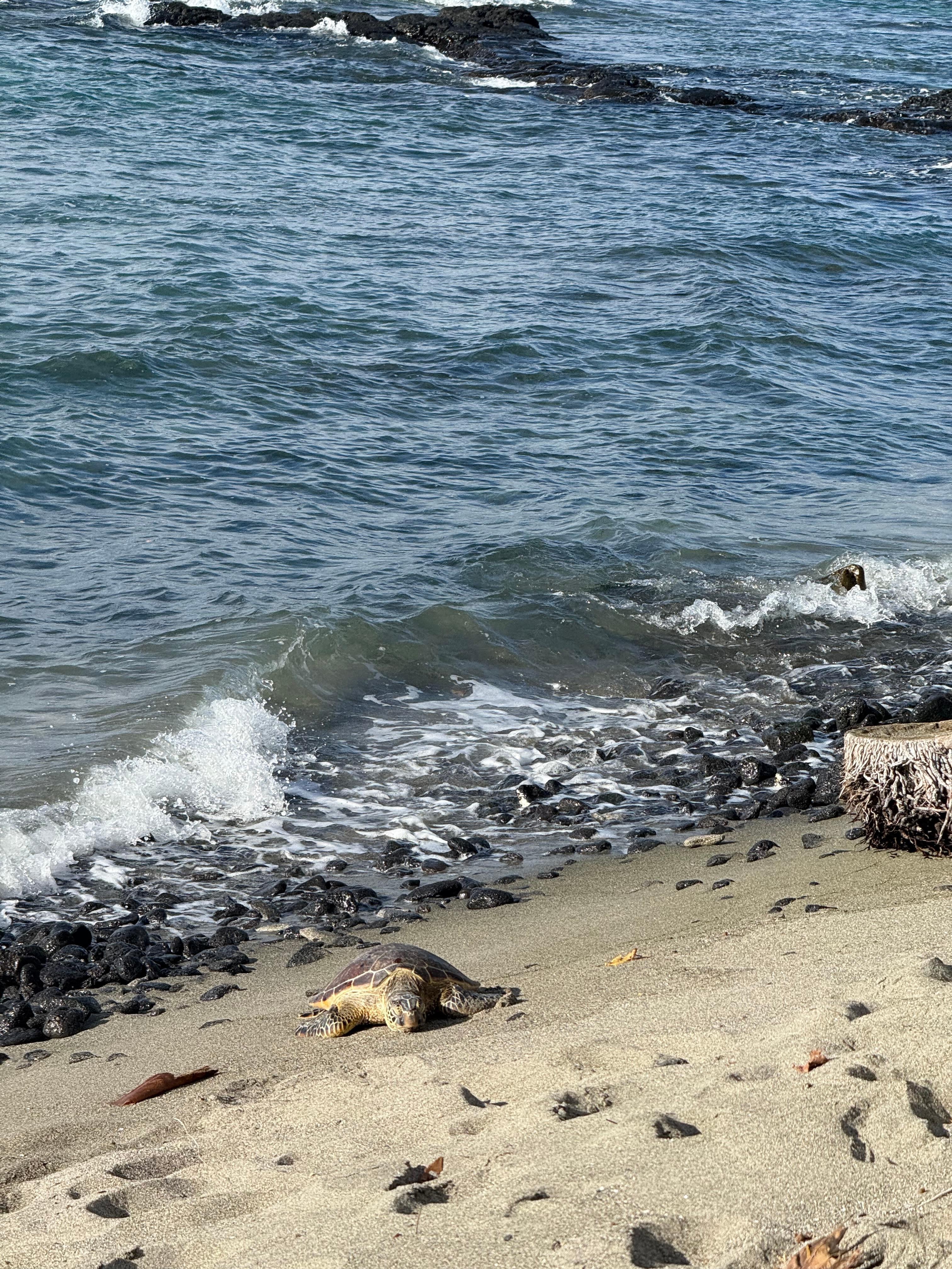 Turtle basking right in front of one of the restaurants (canoe house)