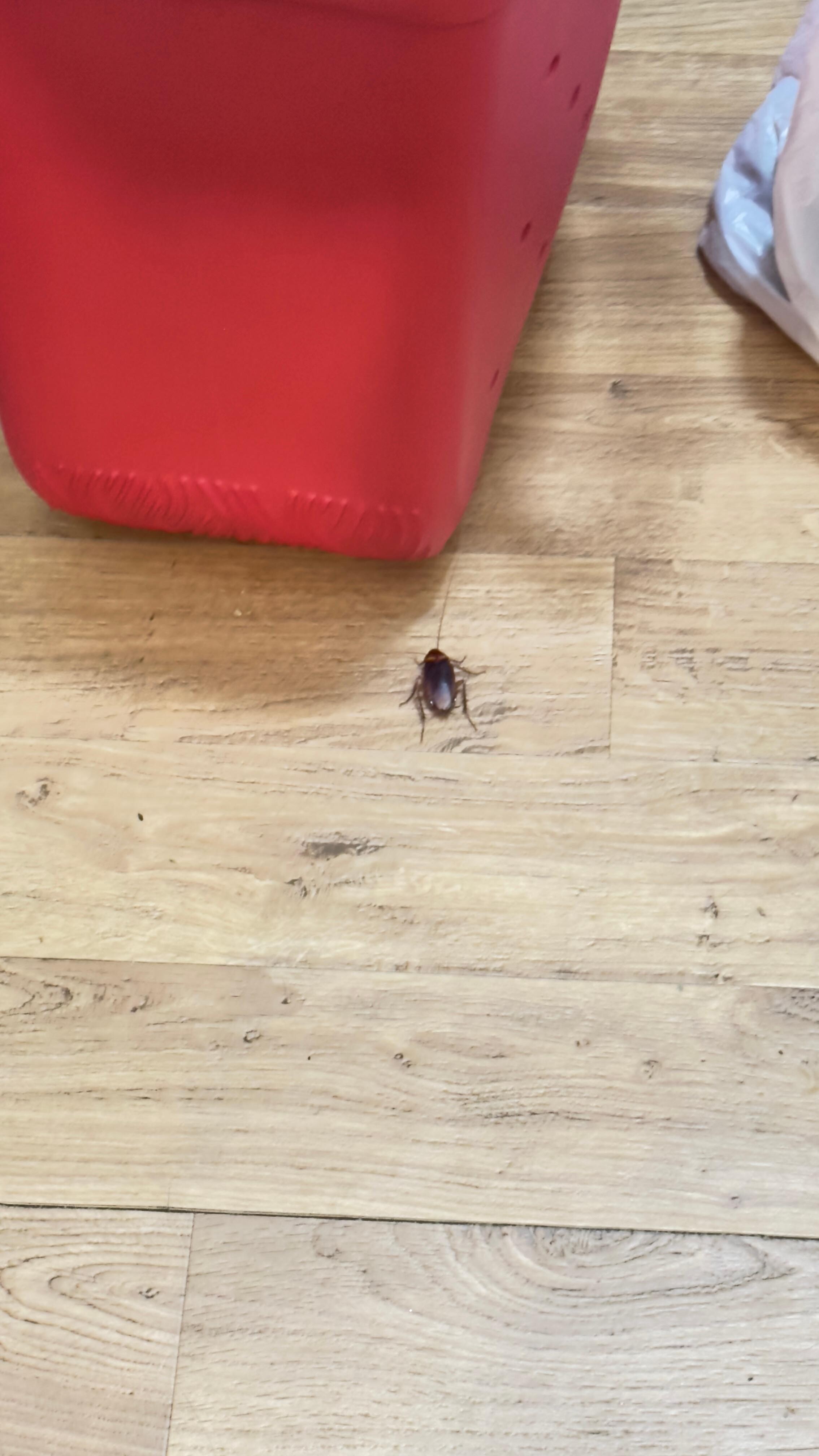 Roaches in bedroom closet 