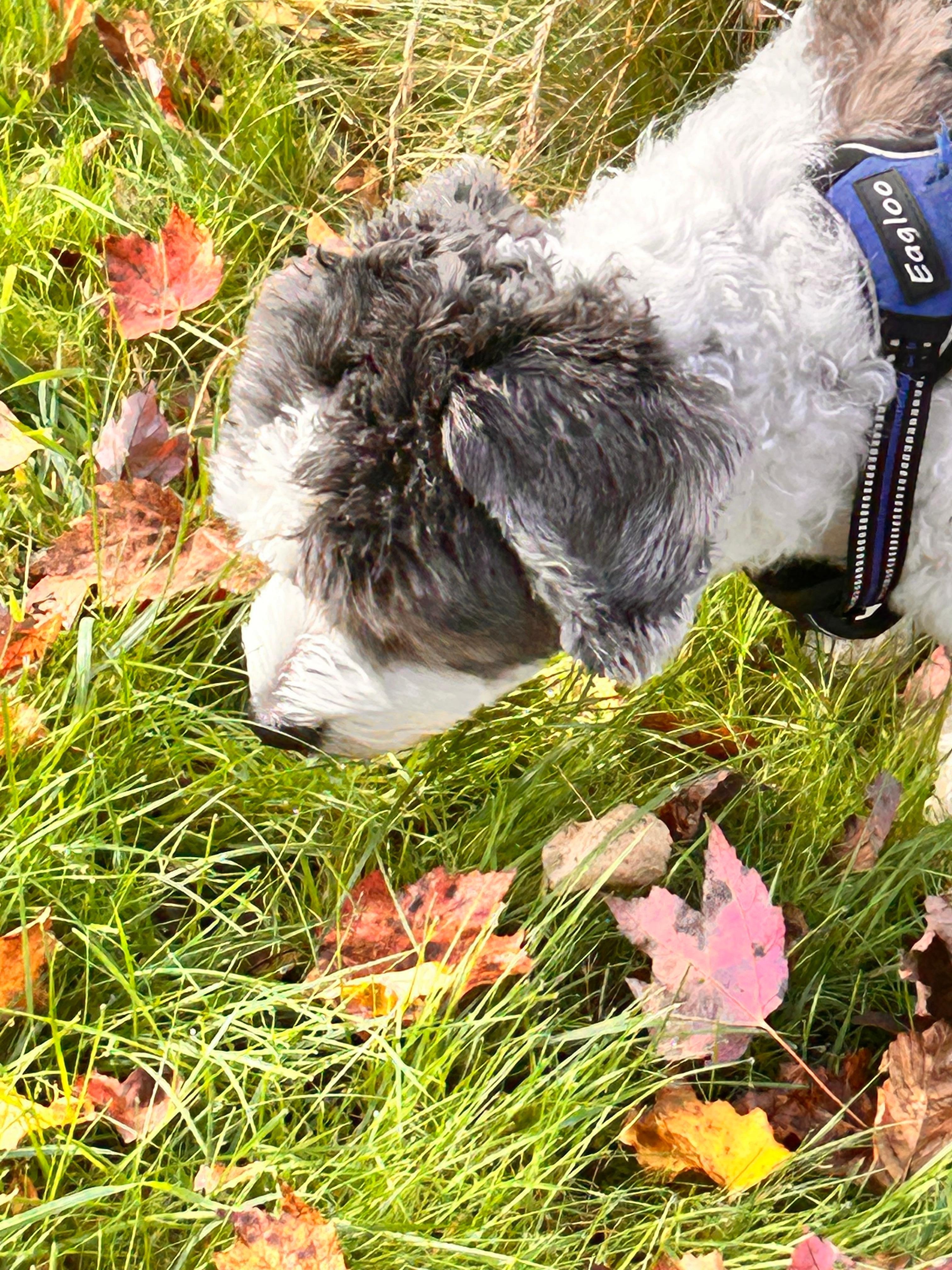 My bestie Scout loved his nature walks. 