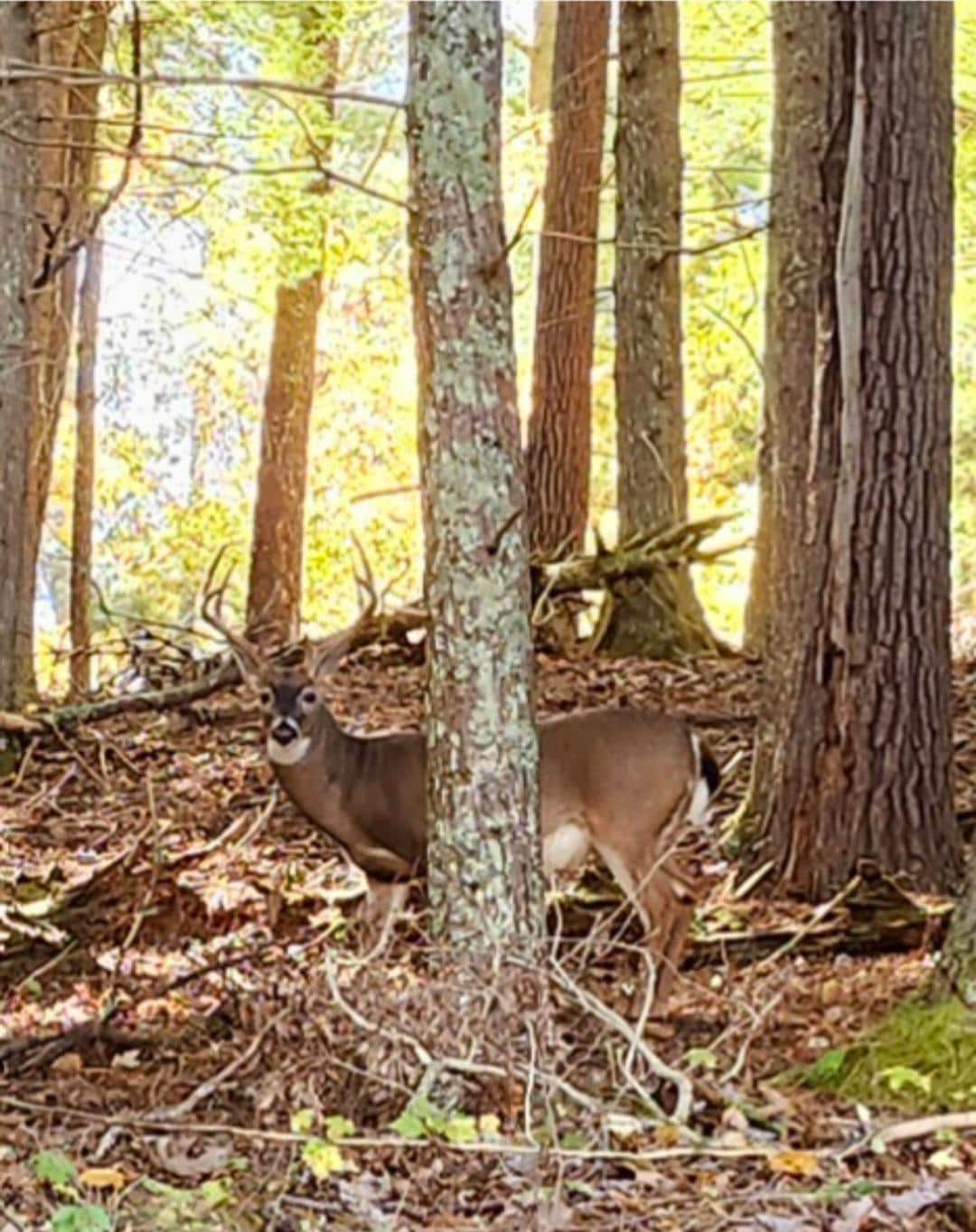 Cades Cove