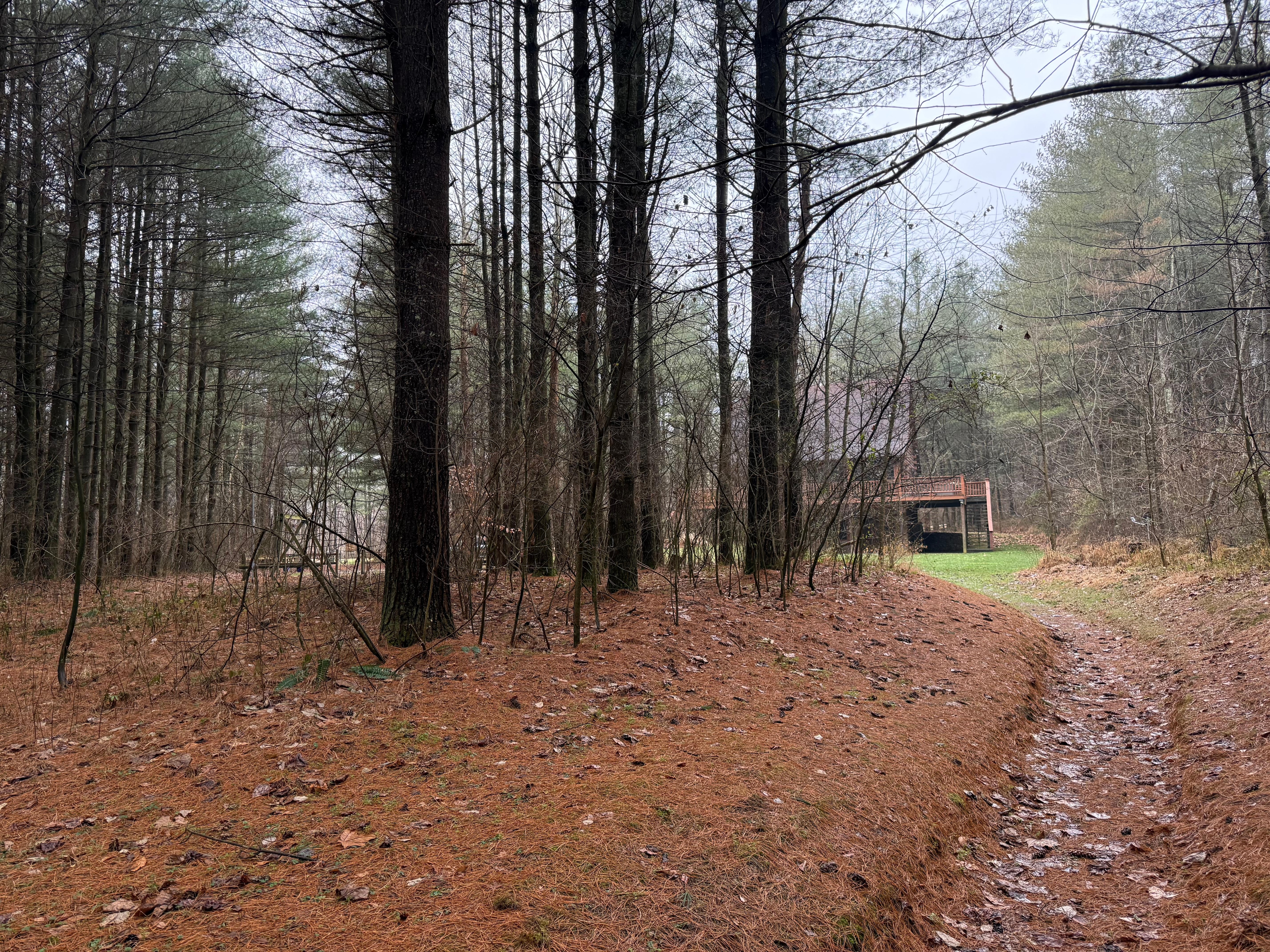 Along our walk to the creek