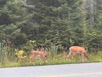 Across the street from this quaint cabin. Well, enjoying our morning coffee we saw these beautiful babies.