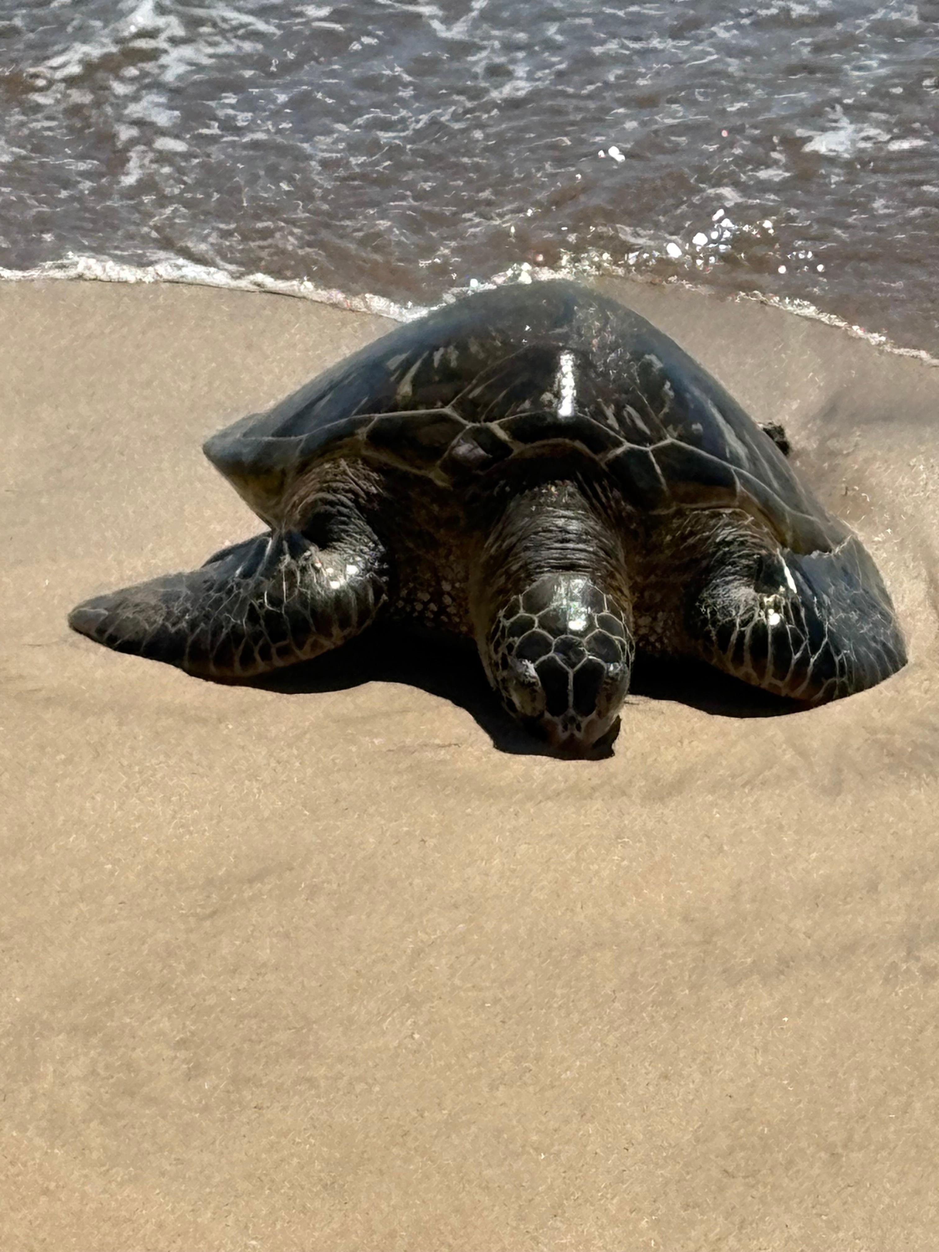 Visitor on Sugar Beach
