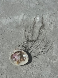 Collection of shells