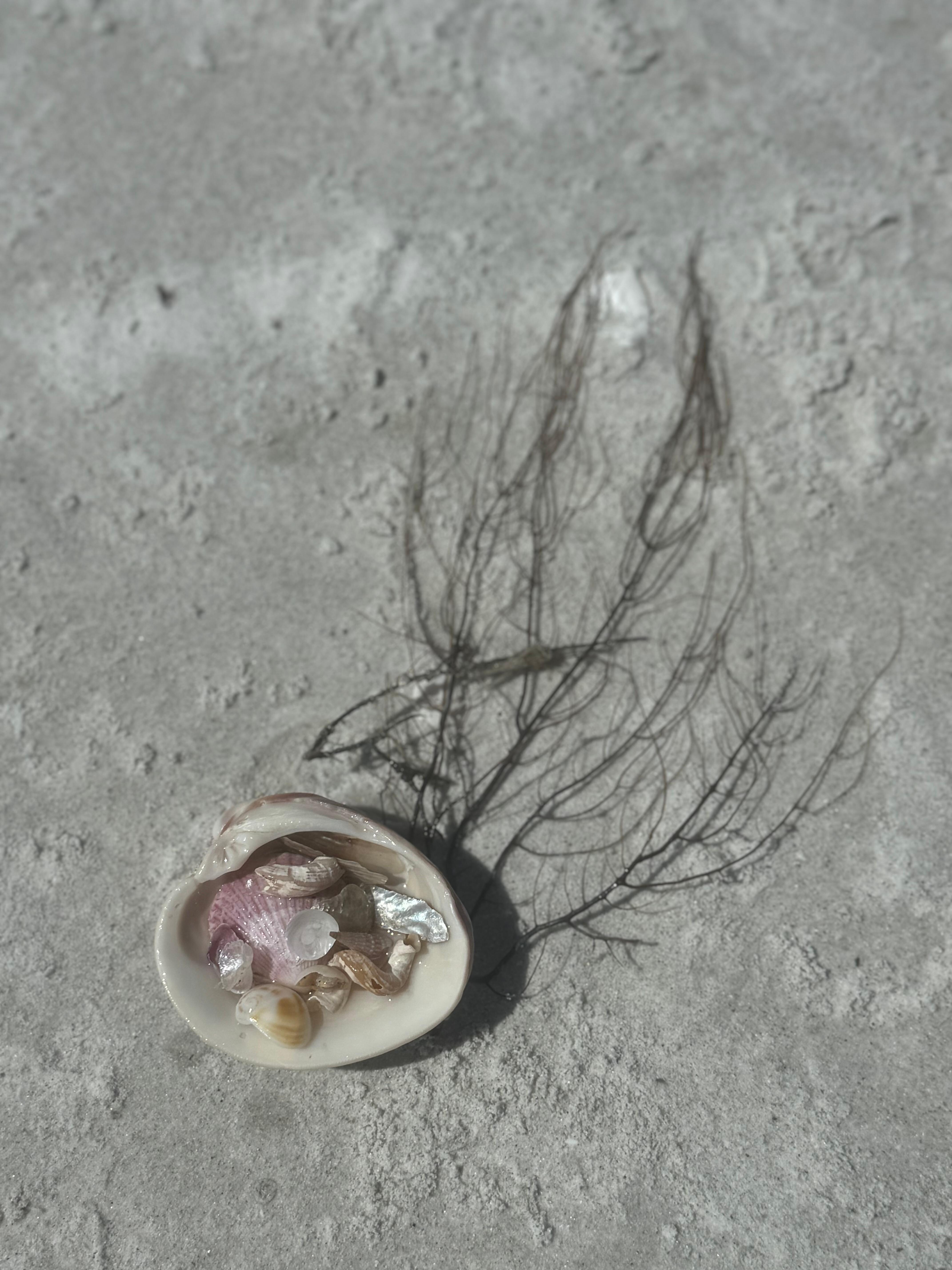 Collection of shells
