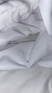 Bed bug??