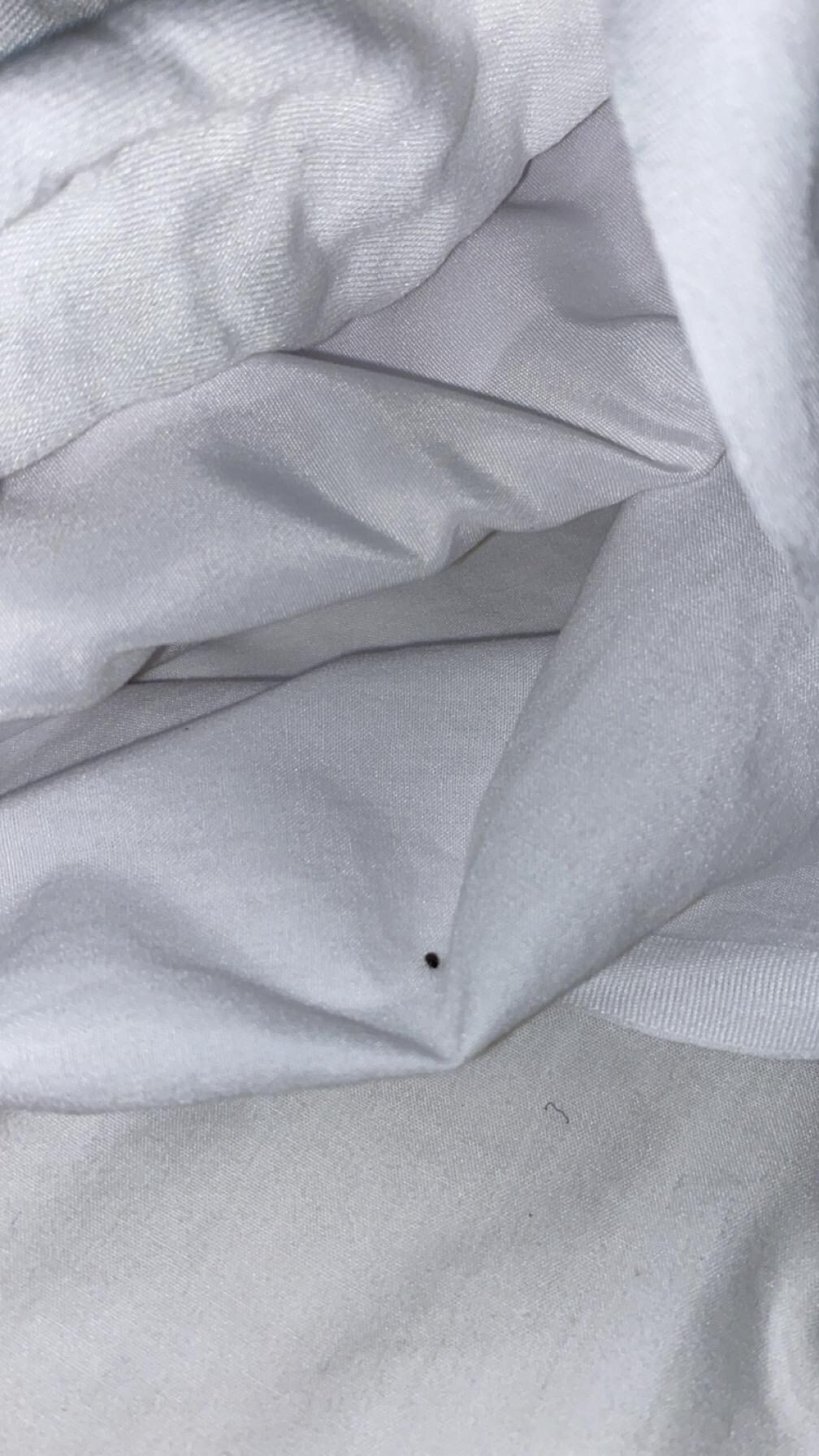 Bed bug??