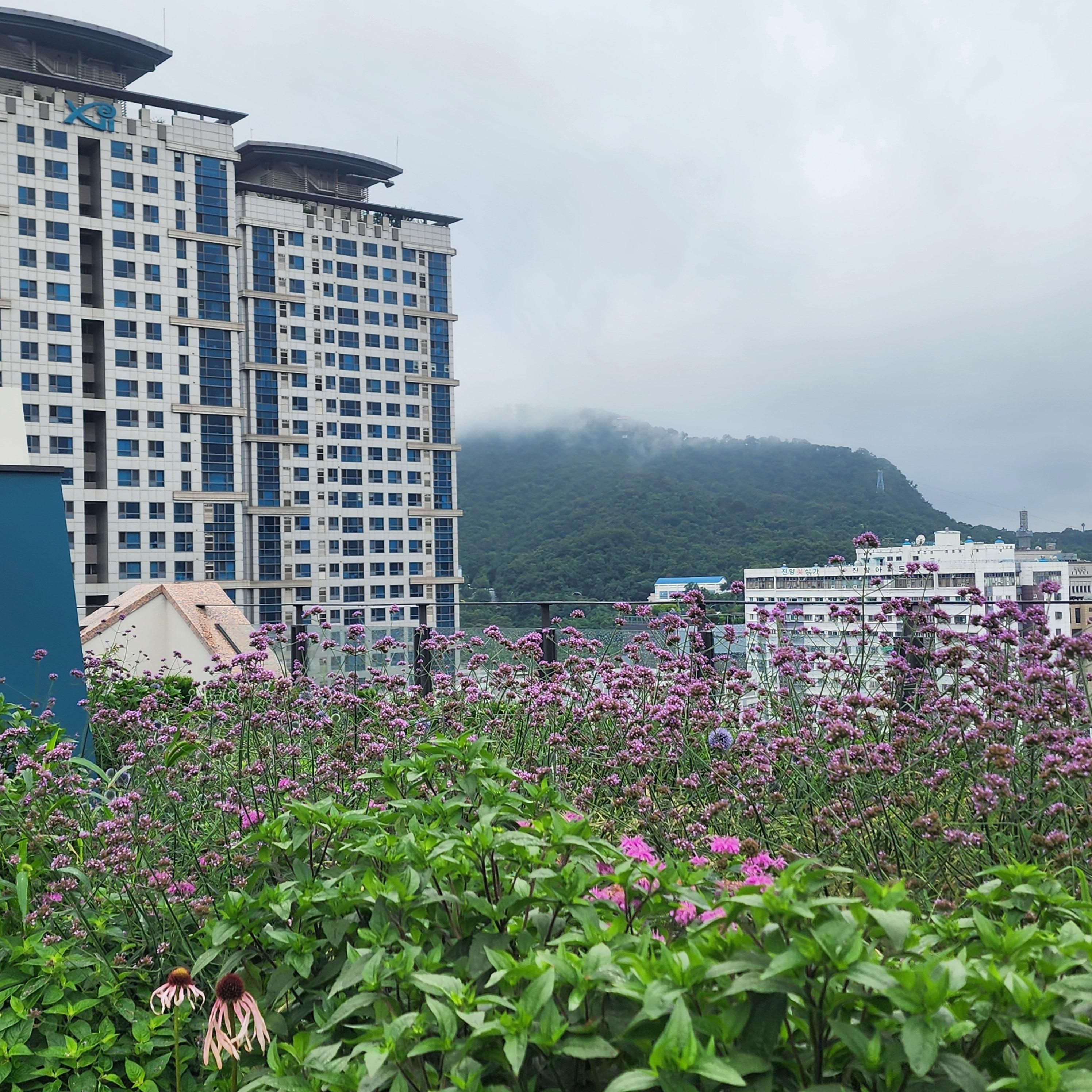 Rooftop garden
