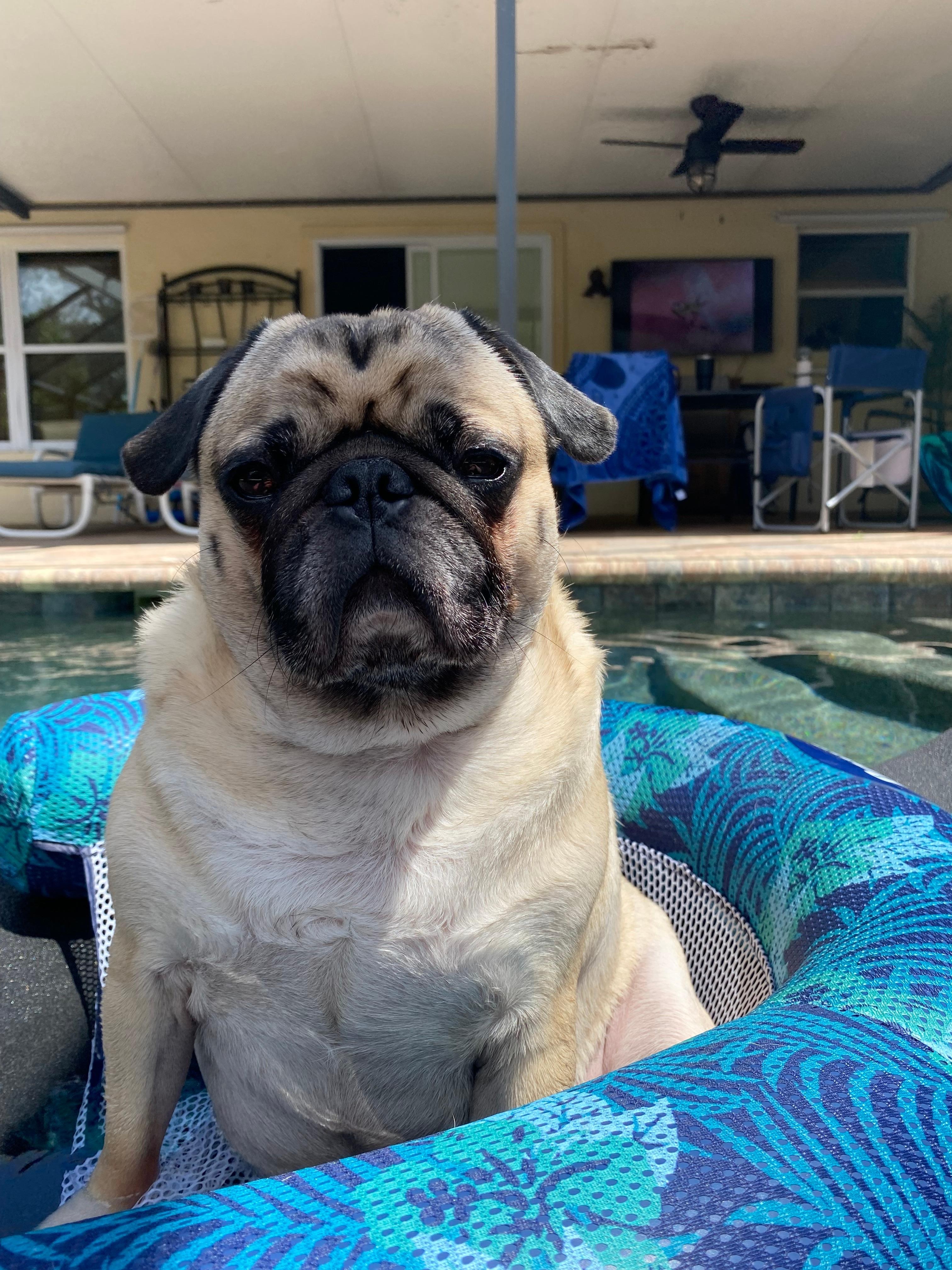 Ace says “bring your pets, I had a blast”