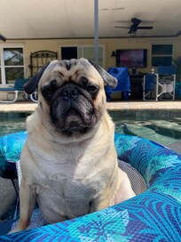 Ace says “bring your pets, I had a blast”