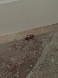 Cockroach in front of the building (entrance)