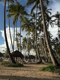 Tall beautiful palm trees on the beach keep it shady