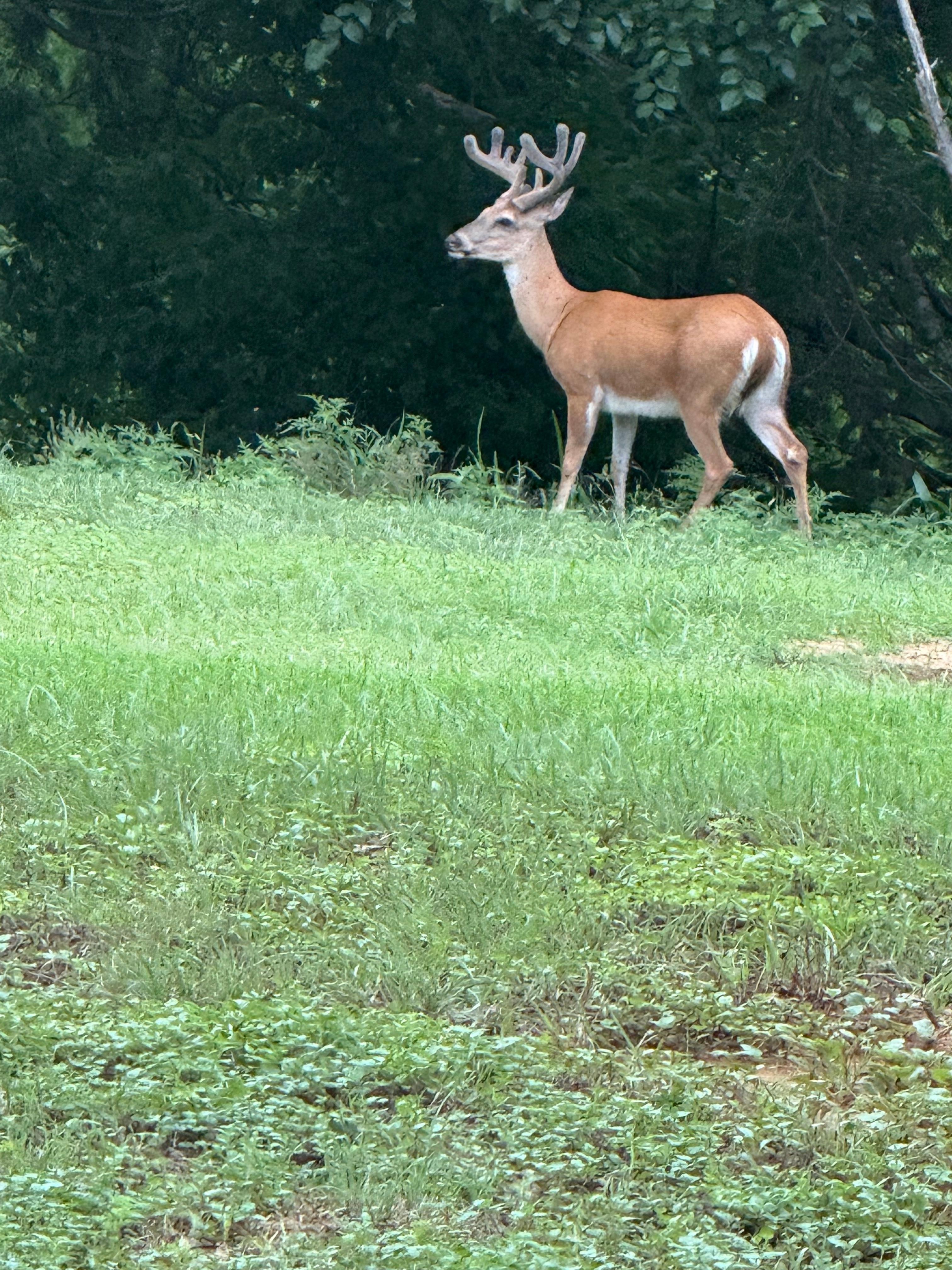 This buck showed up the first day I was there.