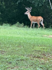 This buck showed up the first day I was there.