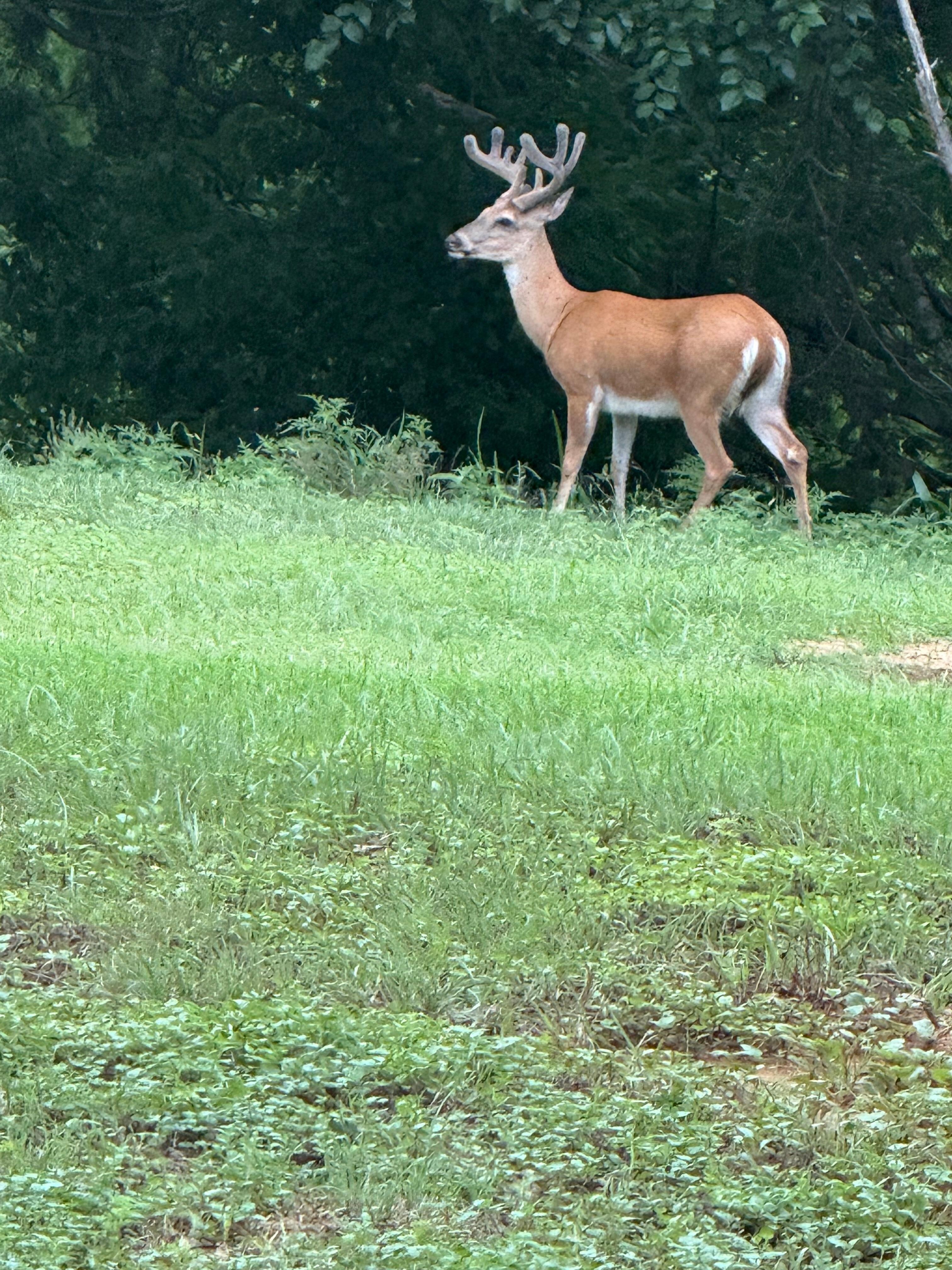 This buck showed up the first day I was there.