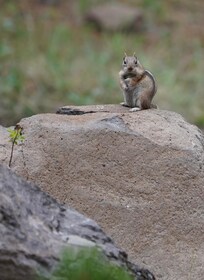 A friend we saw on a hike along the West Fork of the Little Colorado River just on the southern edge of Greer at the end of Rte 373