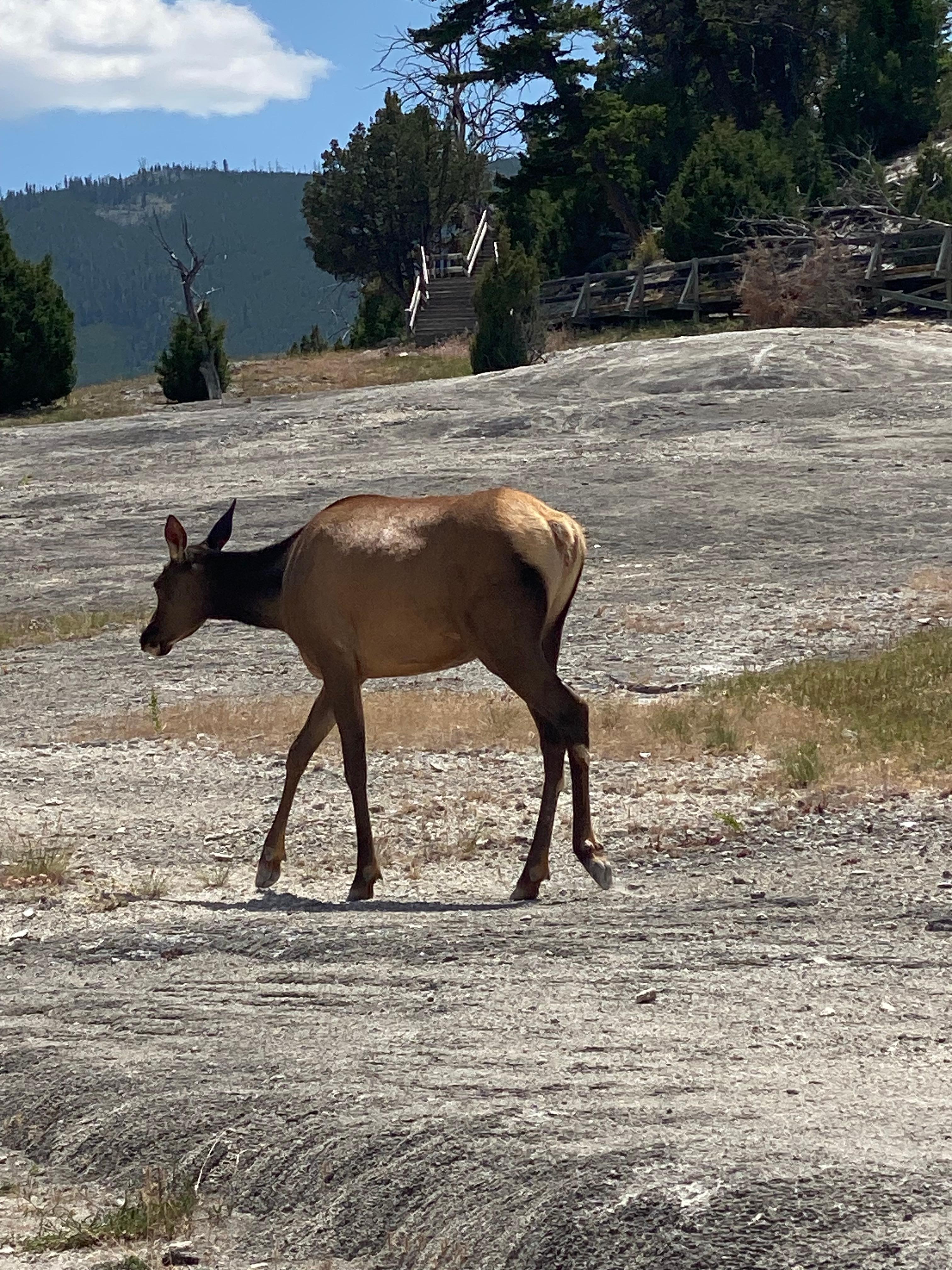 Wildlife near by